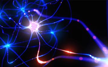 Komórki nerwowe - budowa i funkcje. Jakie są rodzaje neuronów?